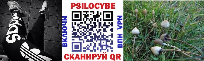 где можно купить   Зверево  Псилоцибиновые грибы GOLDEN TEACHER 